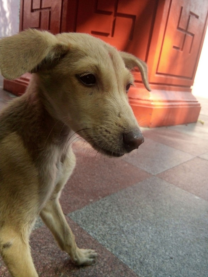 Cute Dog