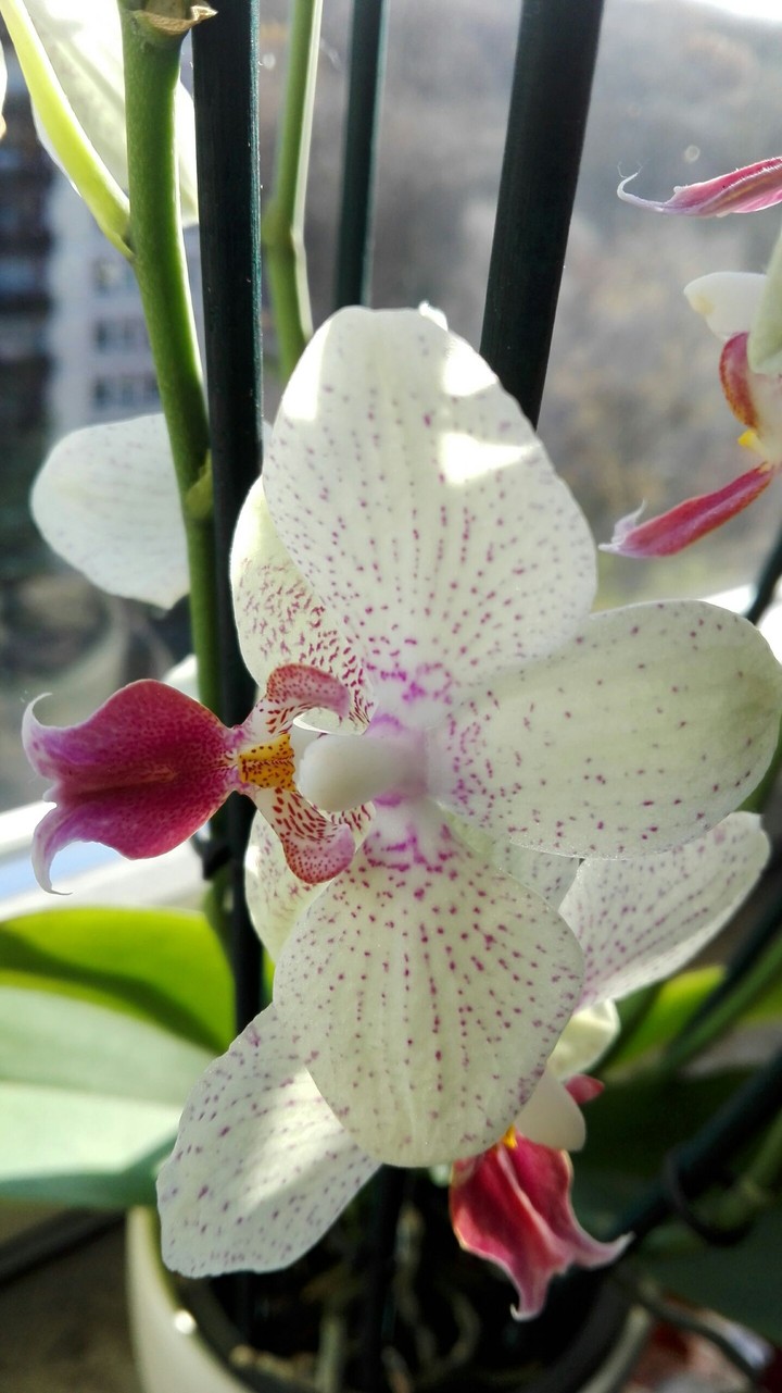 orchid