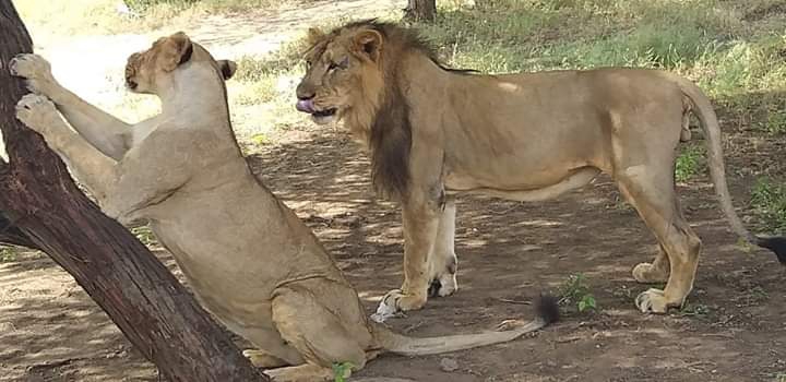 the king and queen