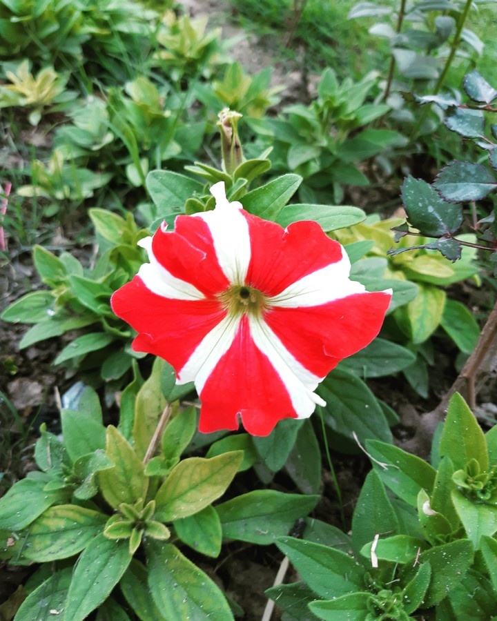 Red & White