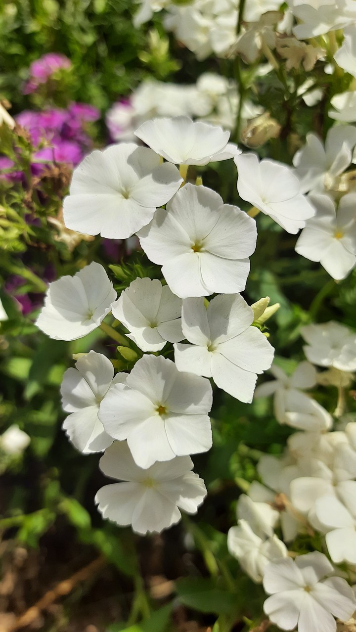 white flowers
