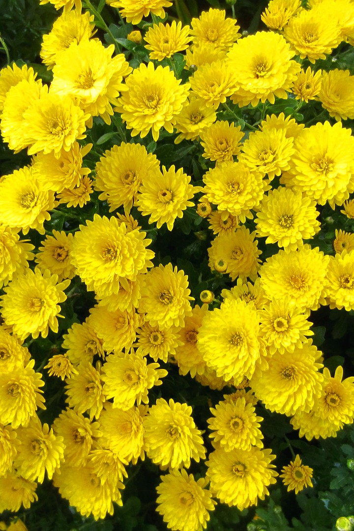 Wallpaper. Yellow chrysanthemums
