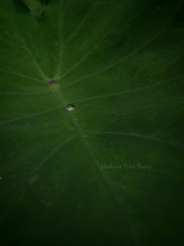 dew on leaf