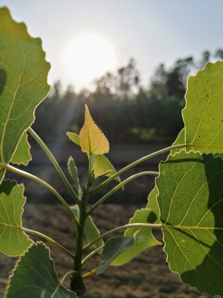 leaf
