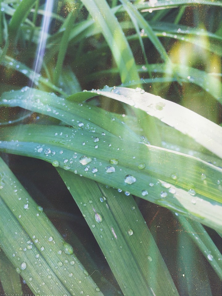 grass