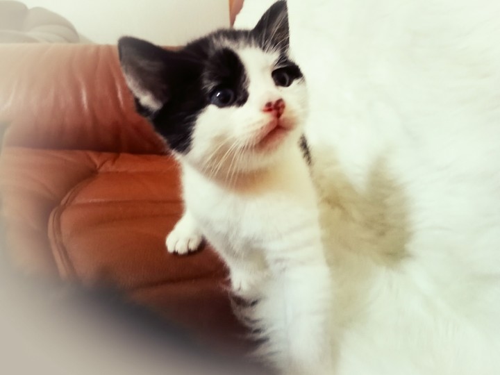 kitten
