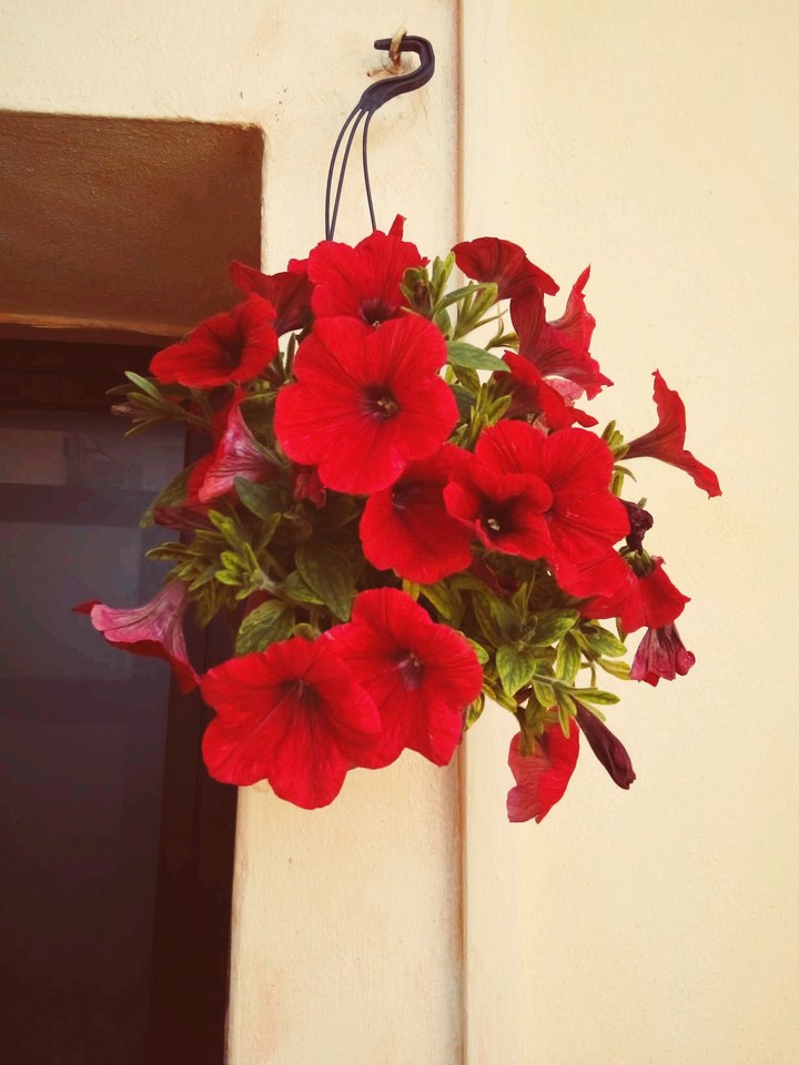 redflowers