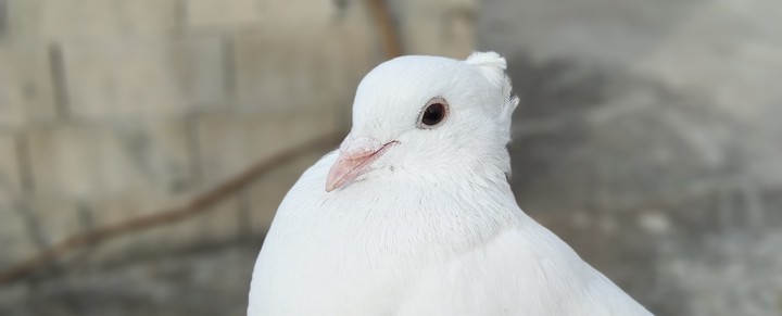 bird