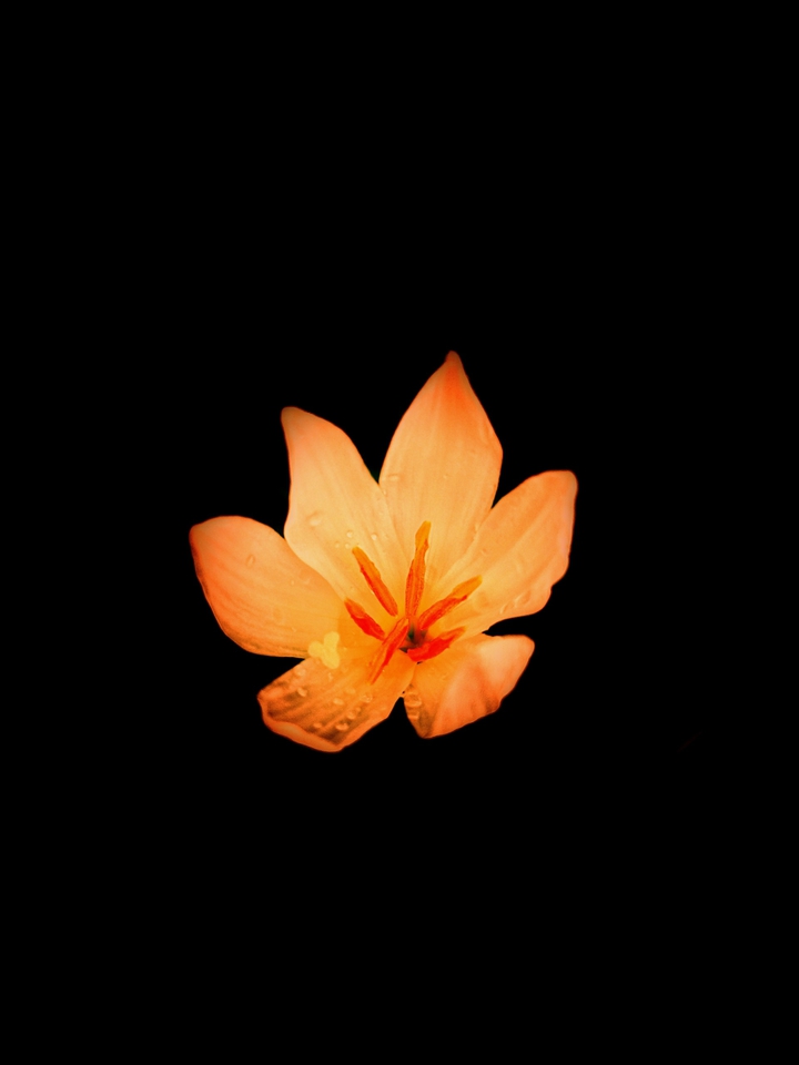 Amoled wallpaper