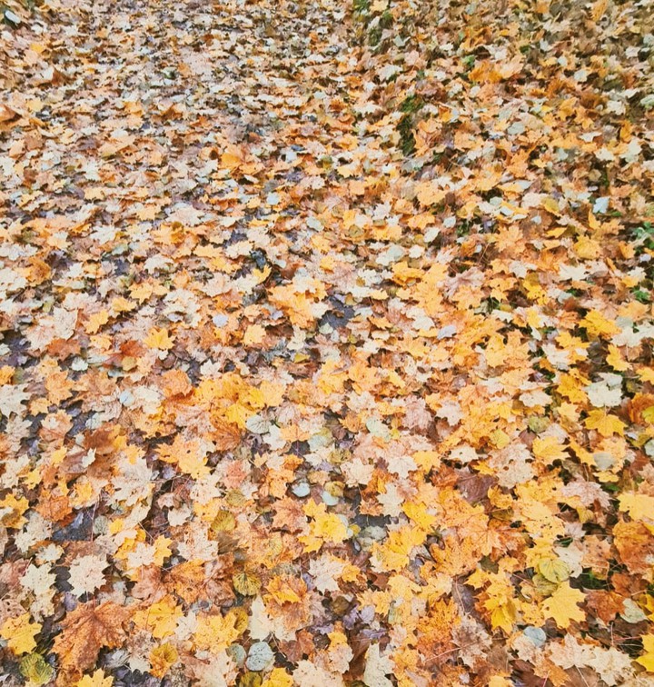 autumn