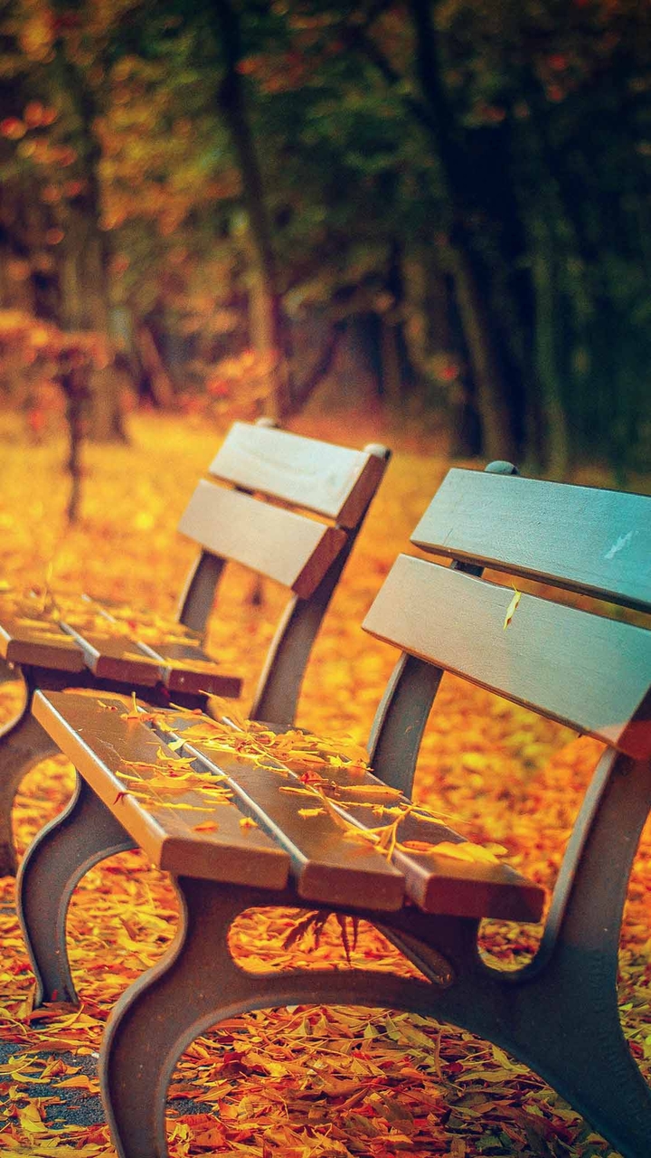 یه پاییز زردو ....