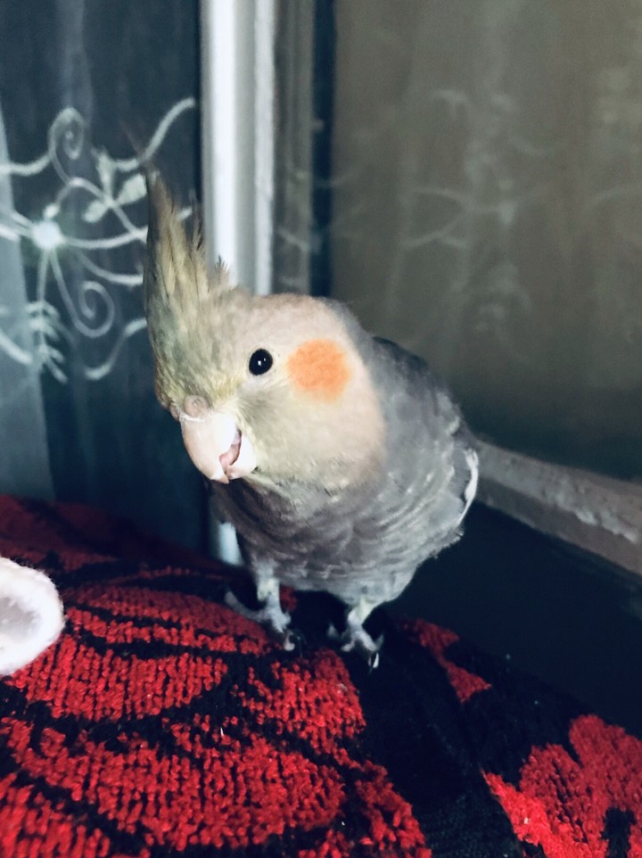 Korela (Chiko)