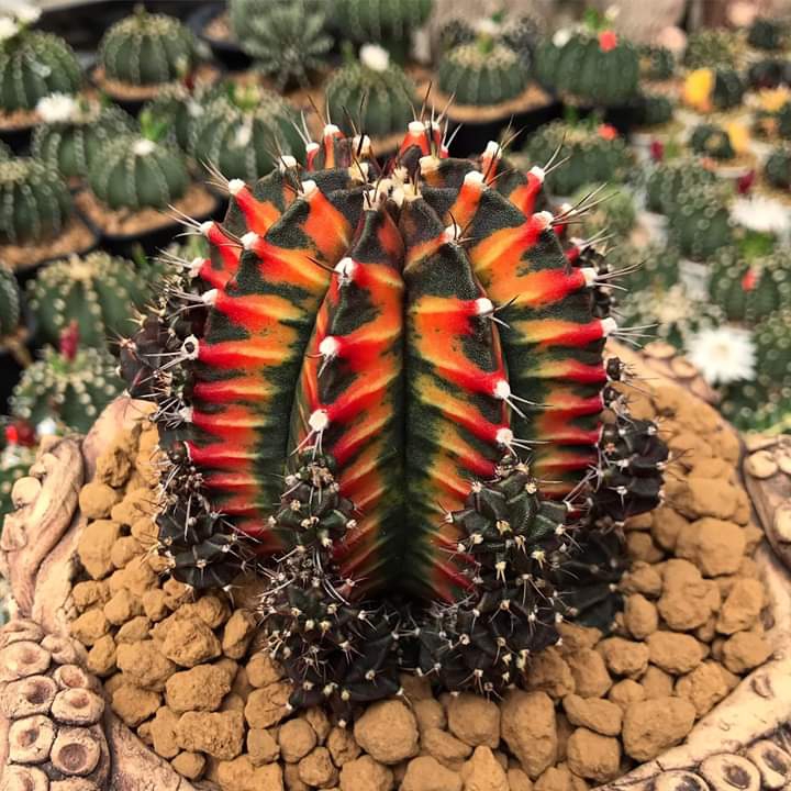 Cactus