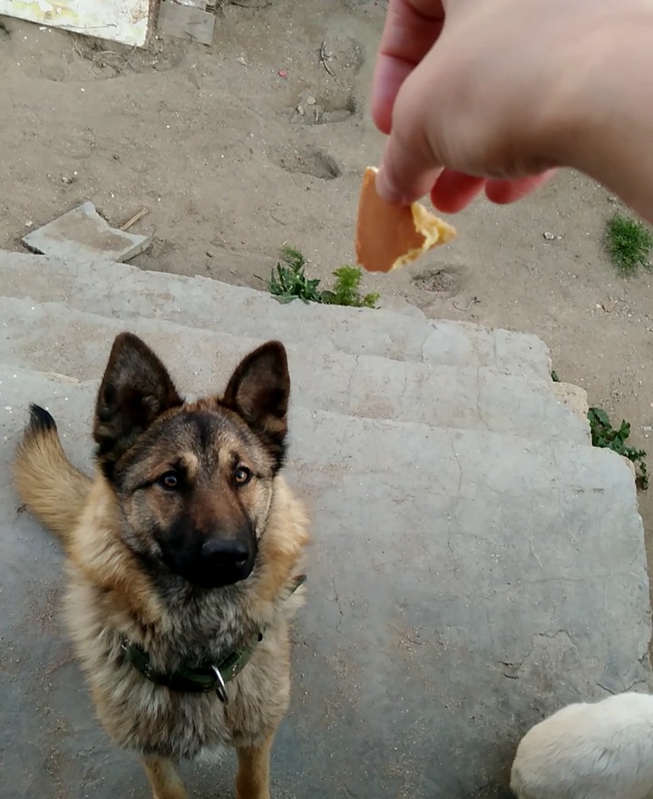germany dog