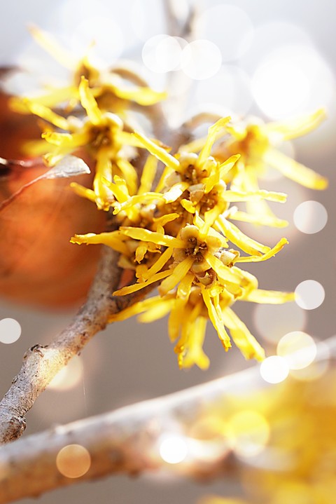 Yellow, Close-up Hintergrundbilder