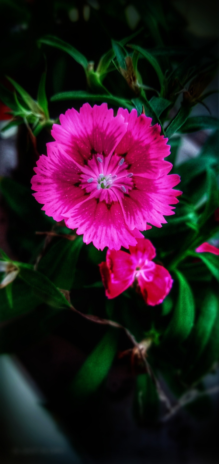 Natural beauty