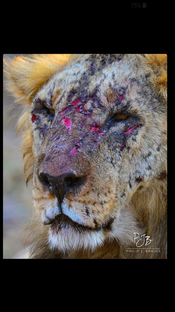 SCAR