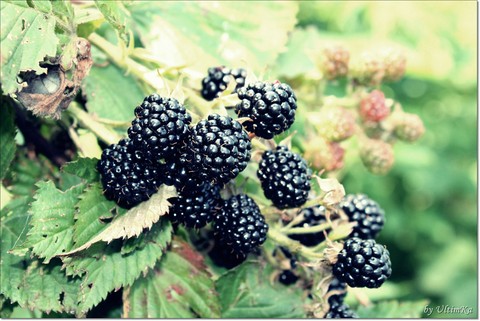 food, plant桌布