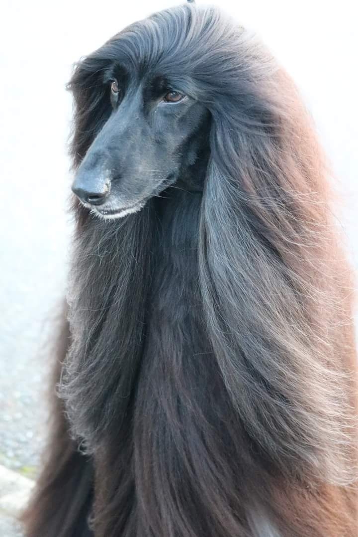 afgano