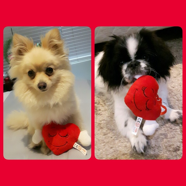 Dogs...dogs❤