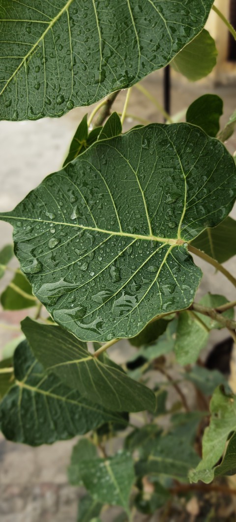 leaf veins