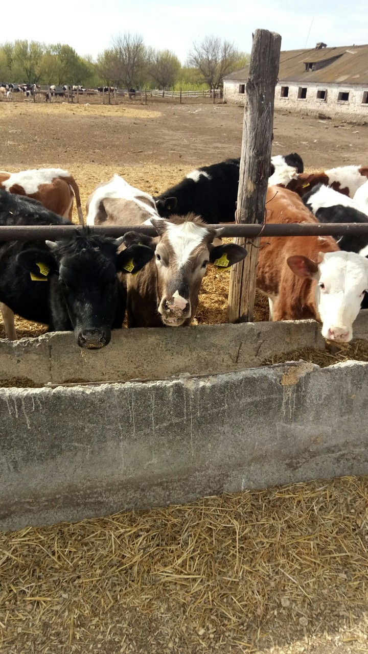 cow's