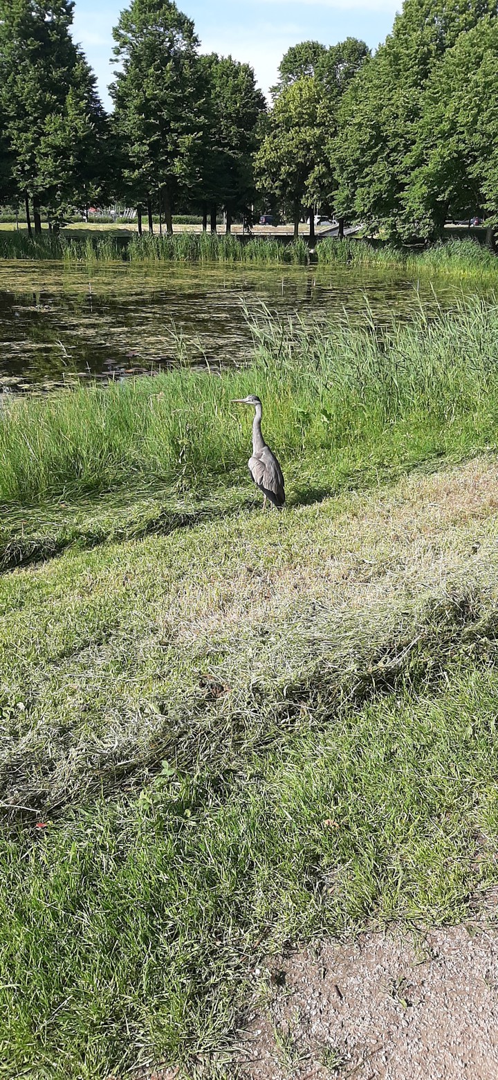 reiger