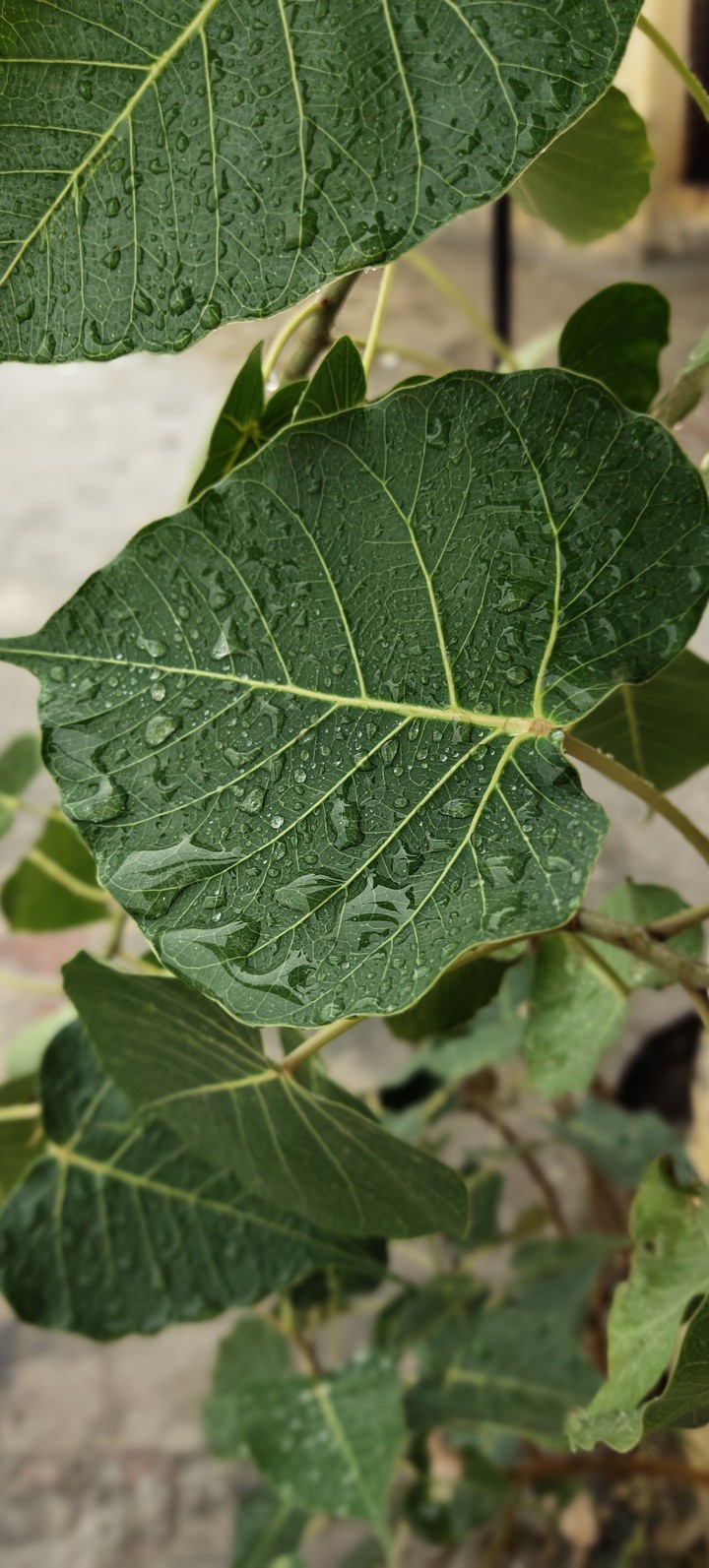 leaf veins