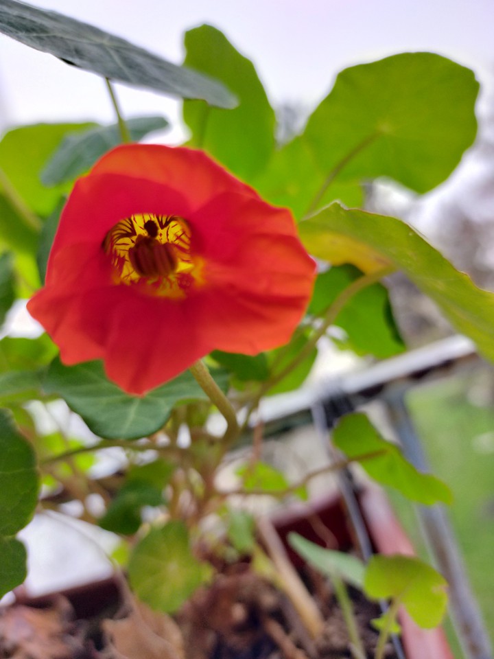 fleur d'automne