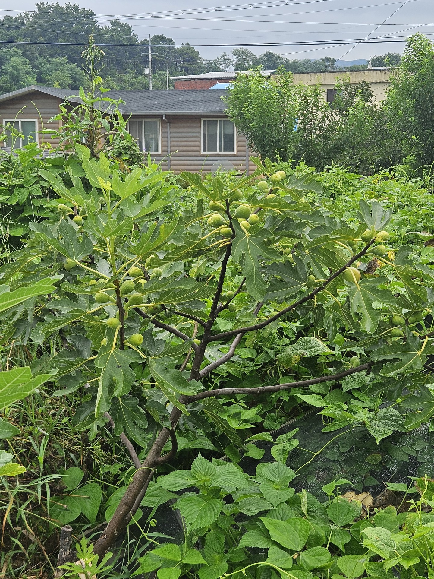 tapety fruit, produce
