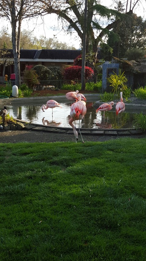 flamingos