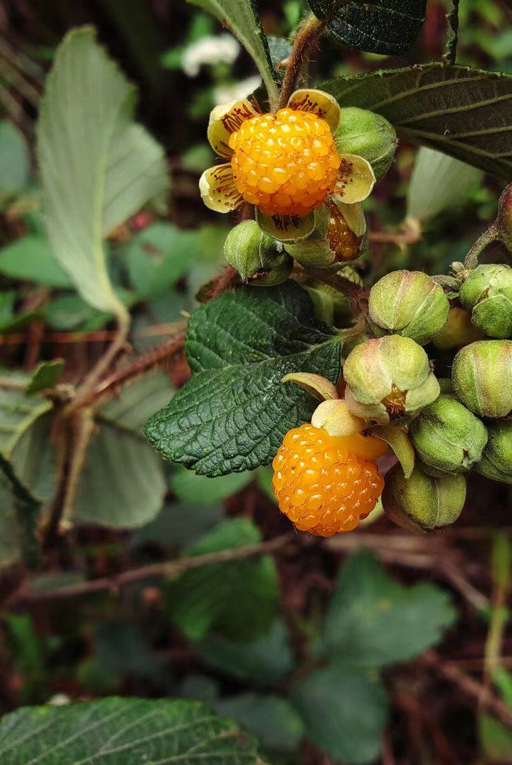 blackberry1