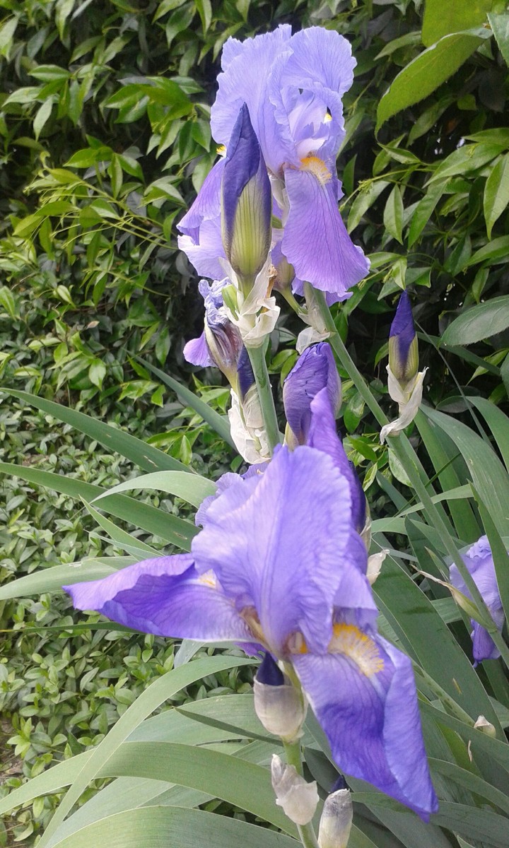 Iris3