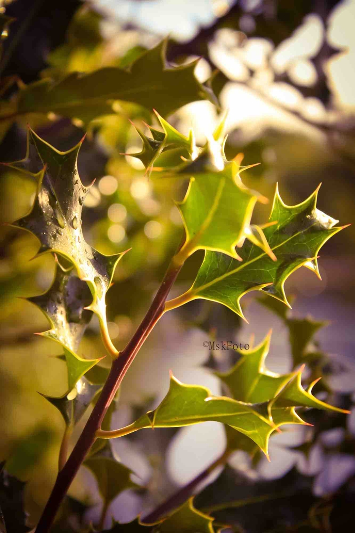 Early Mistletoe