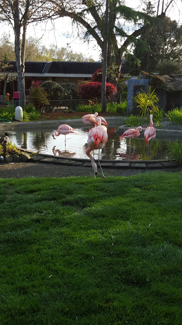 flamingos
