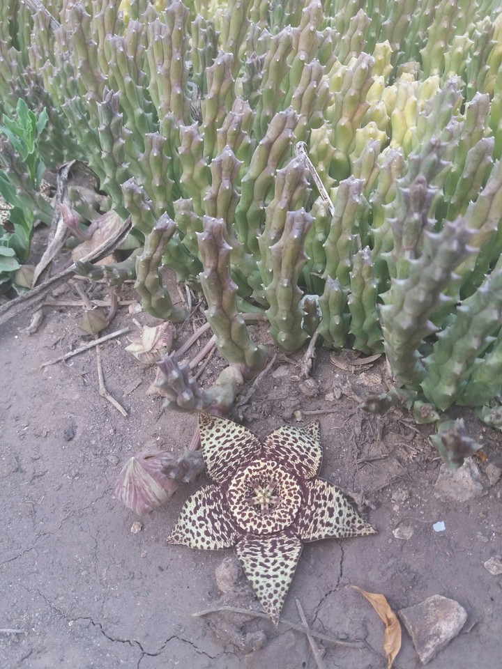 plante