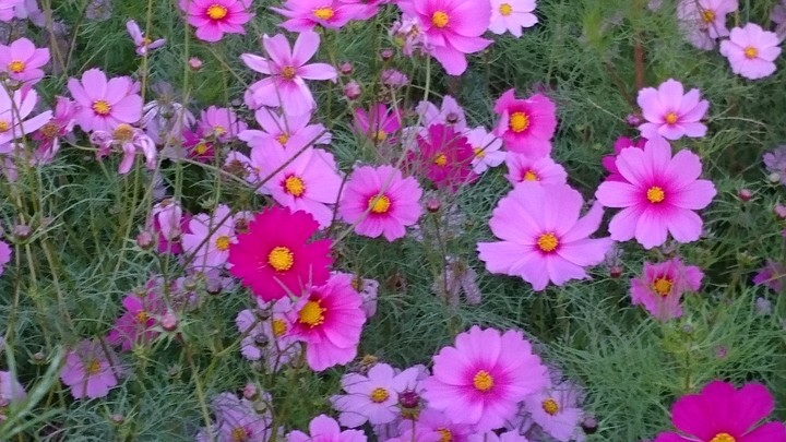 flowers