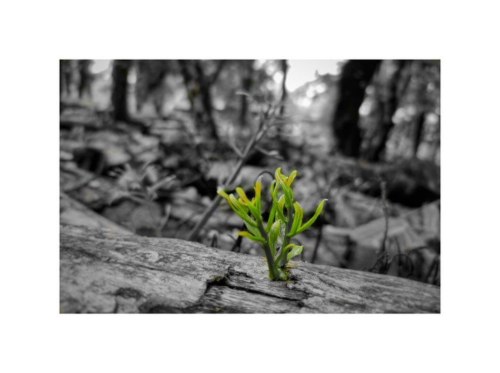 GO GREEN