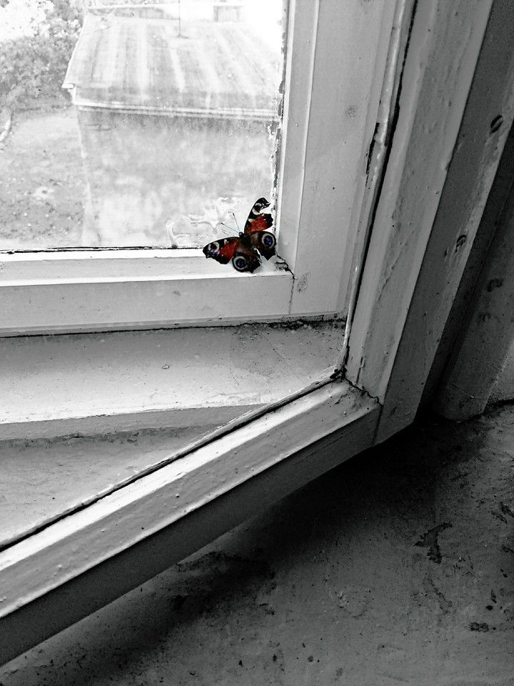only two wings and breath