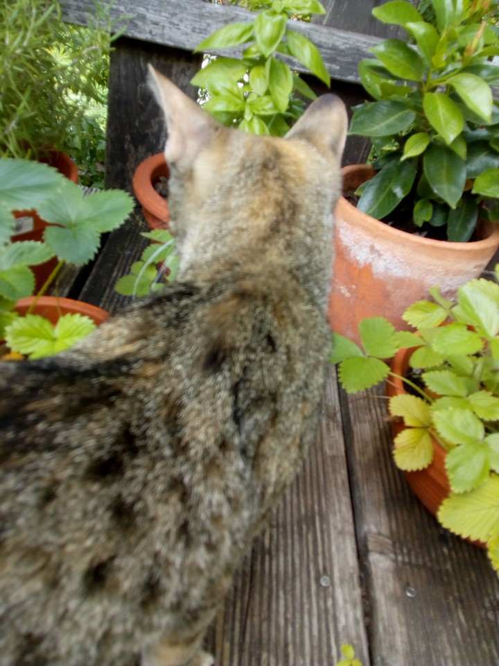 Süße Katze