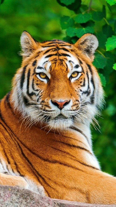 tiger