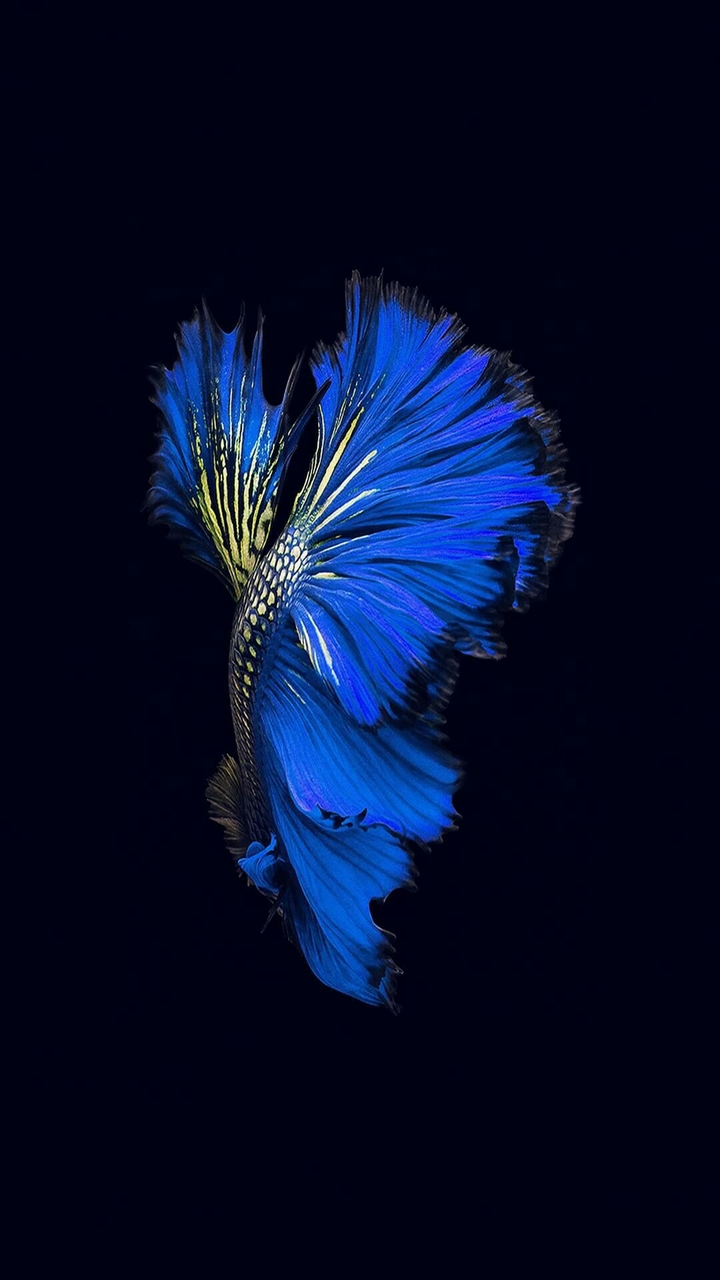 hd