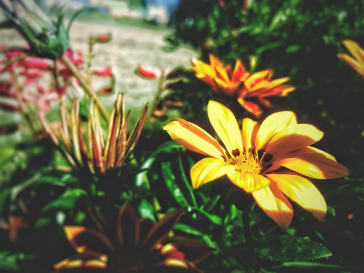 flower