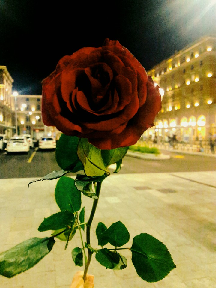 Rose