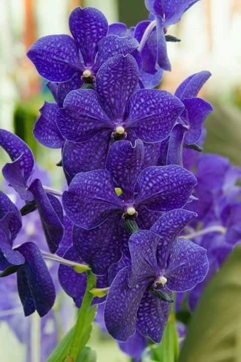 Orchid