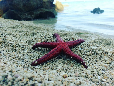 Starfish
