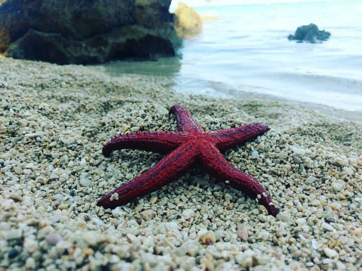 Starfish