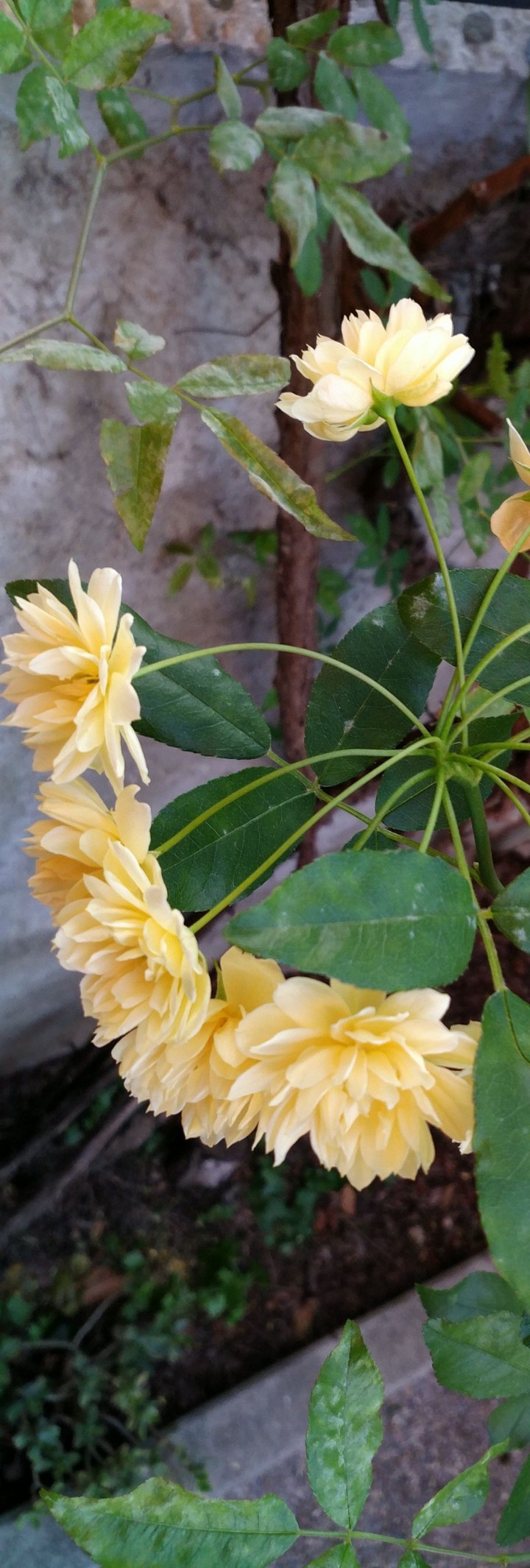 Yellow small roses