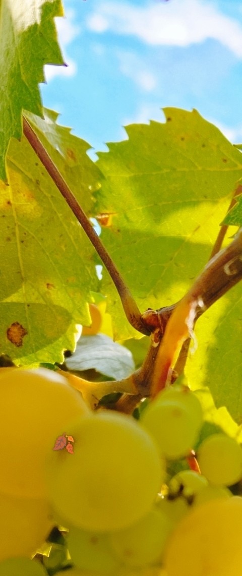food, grapes वॉलपेपर