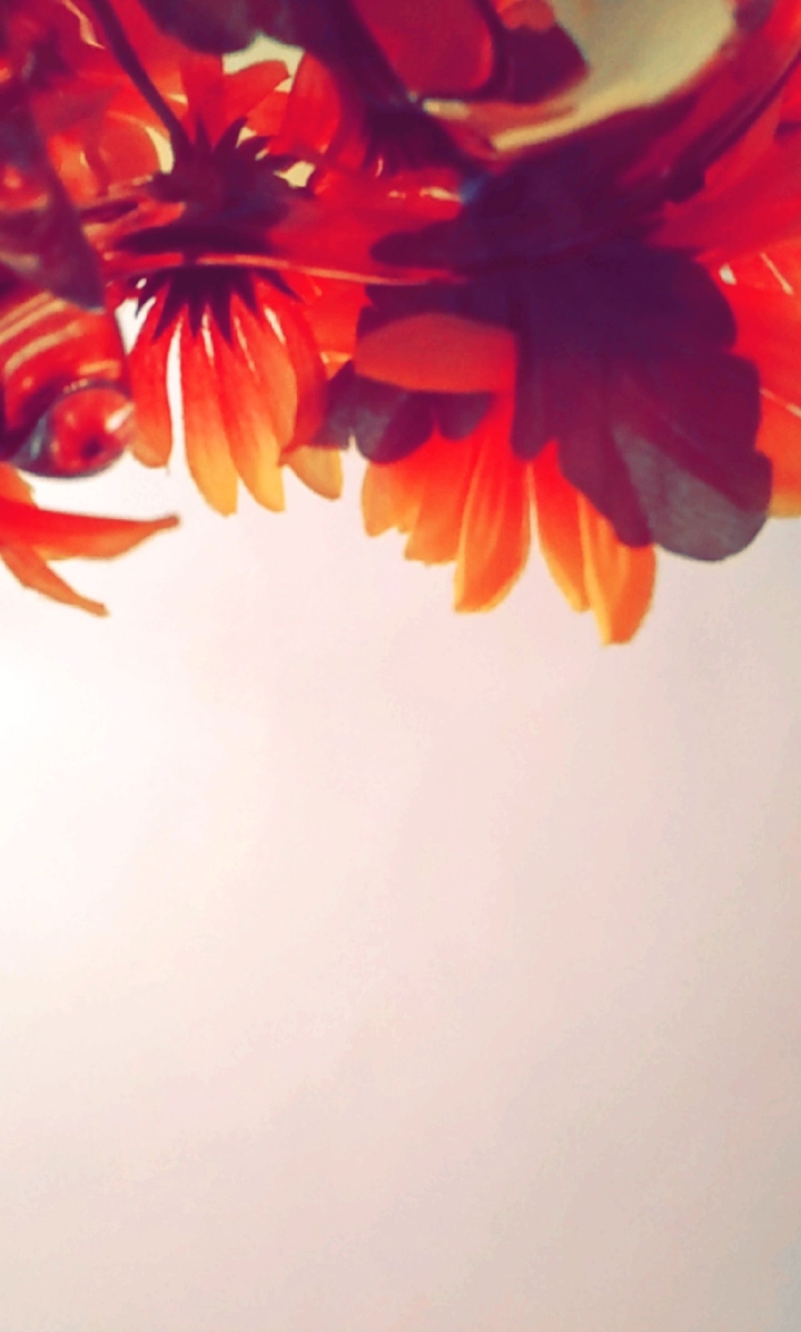 Orange flowers